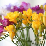 ��ǰ�̹���